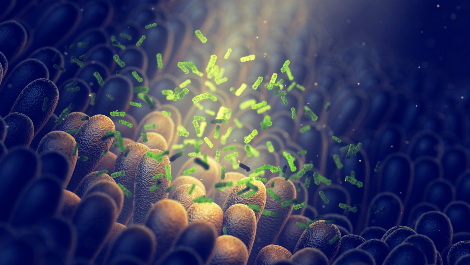 Close up of microbiome and immune cells
